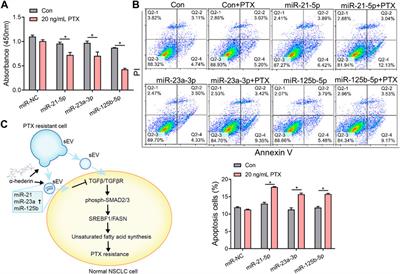 Alpha-hederin reprograms multi-miRNAs activity and overcome small extracellular vesicles-mediated paclitaxel resistance in NSCLC